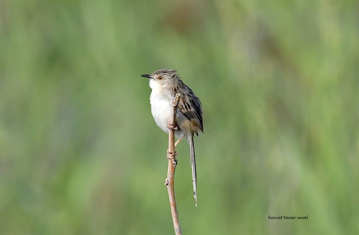 Delicate prinia