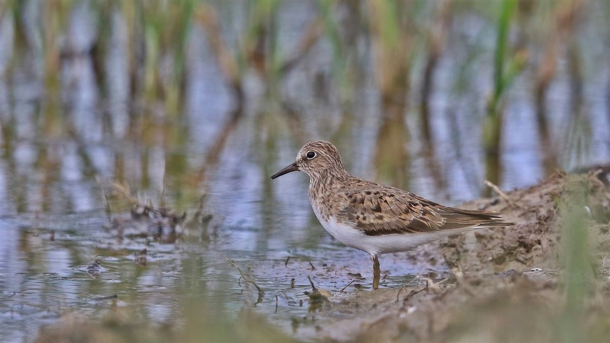 Temminck`s Stint