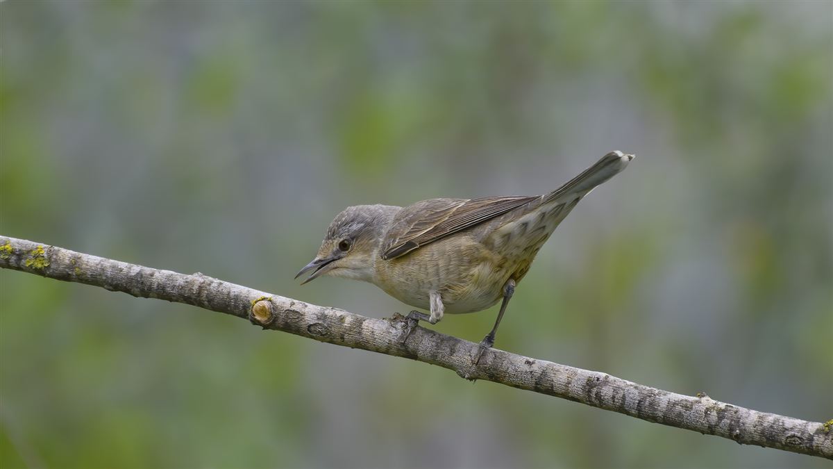 Barred Warbler
