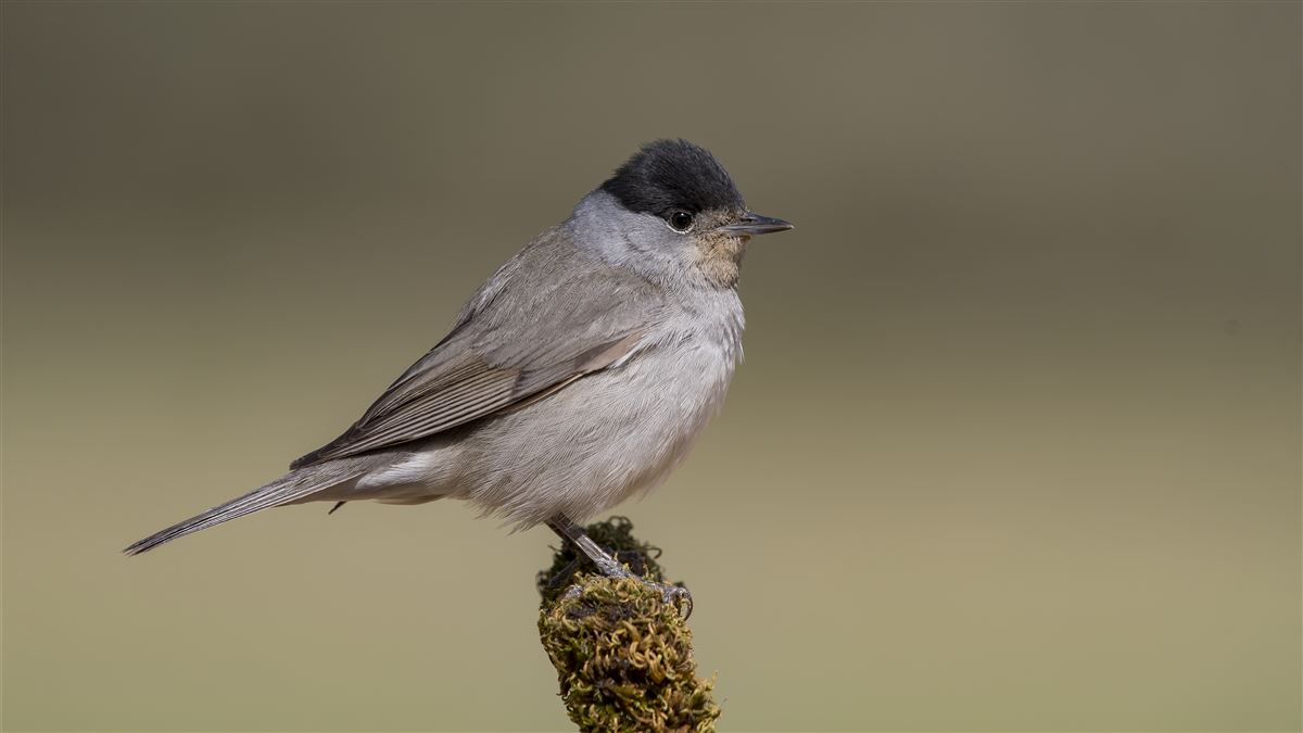 Eurasian Blackcap
