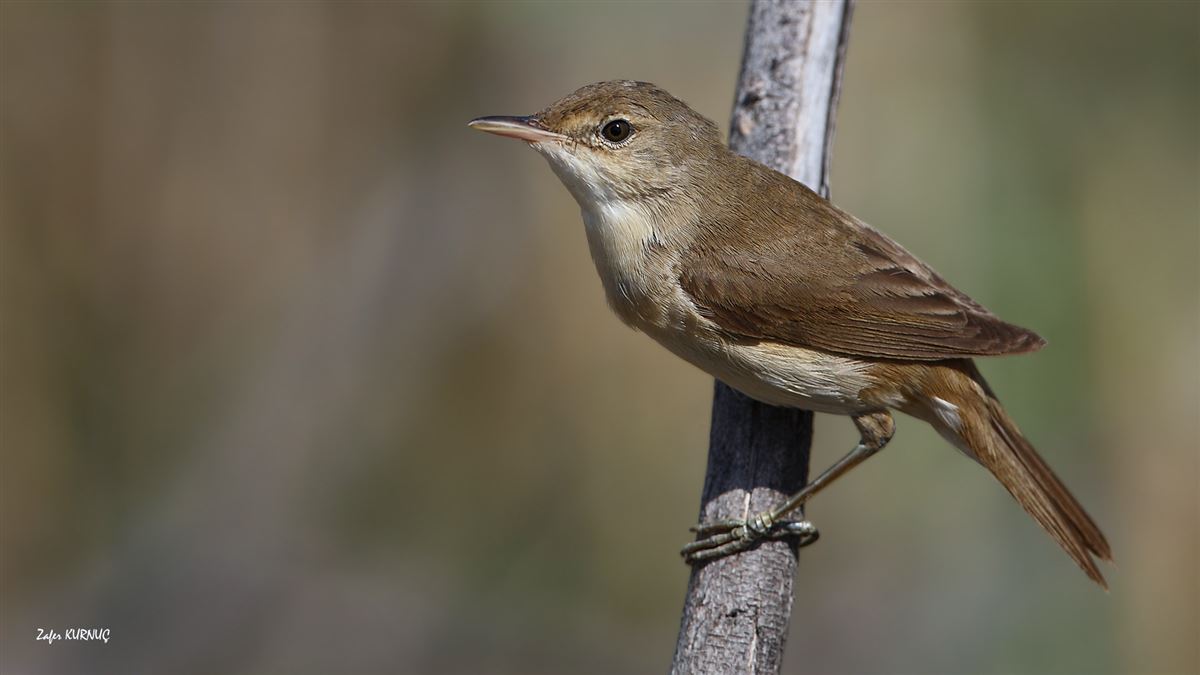 Common Reed Warbler