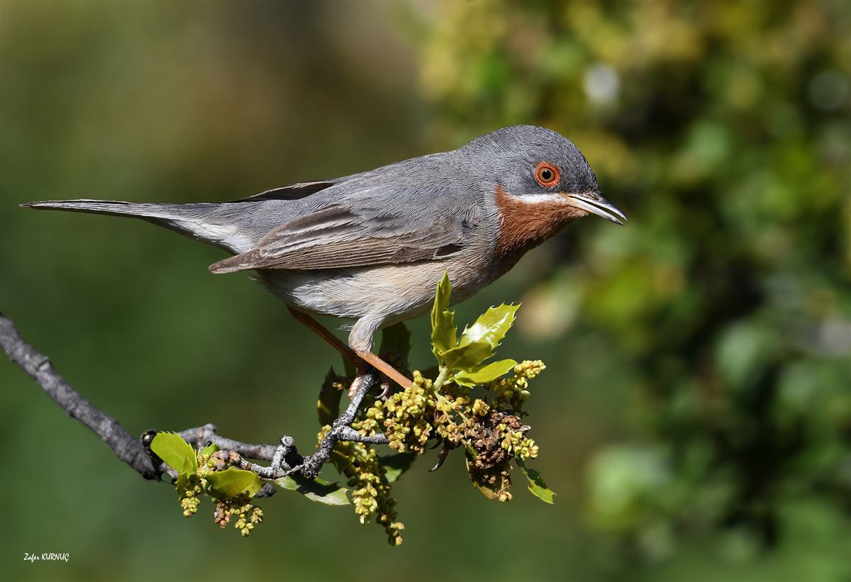 Subalpine Warbler