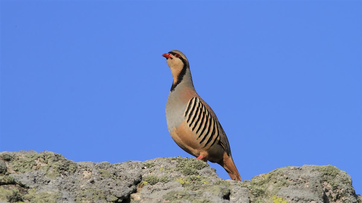 Chukar Partridge