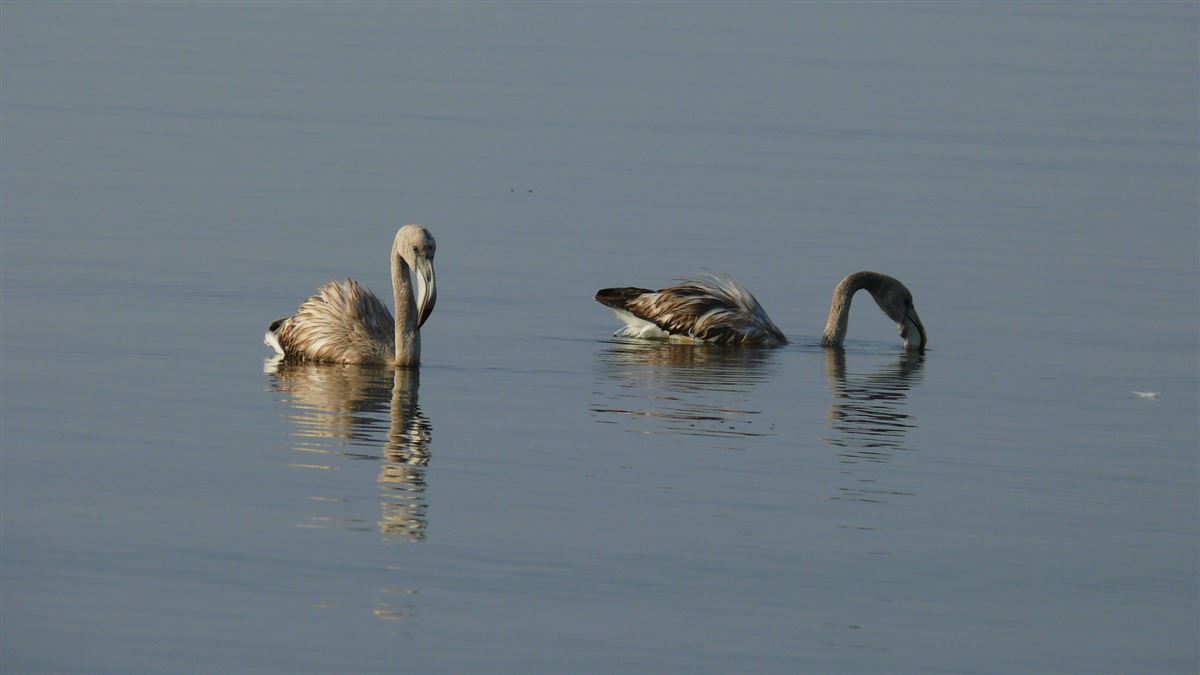 Greater Flamingo