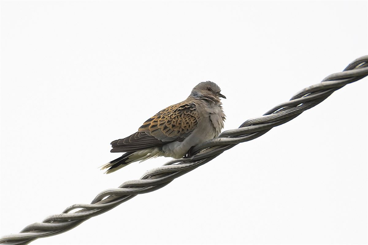 European Turtle Dove