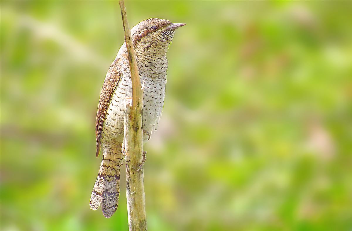 Eurasian Wryneck