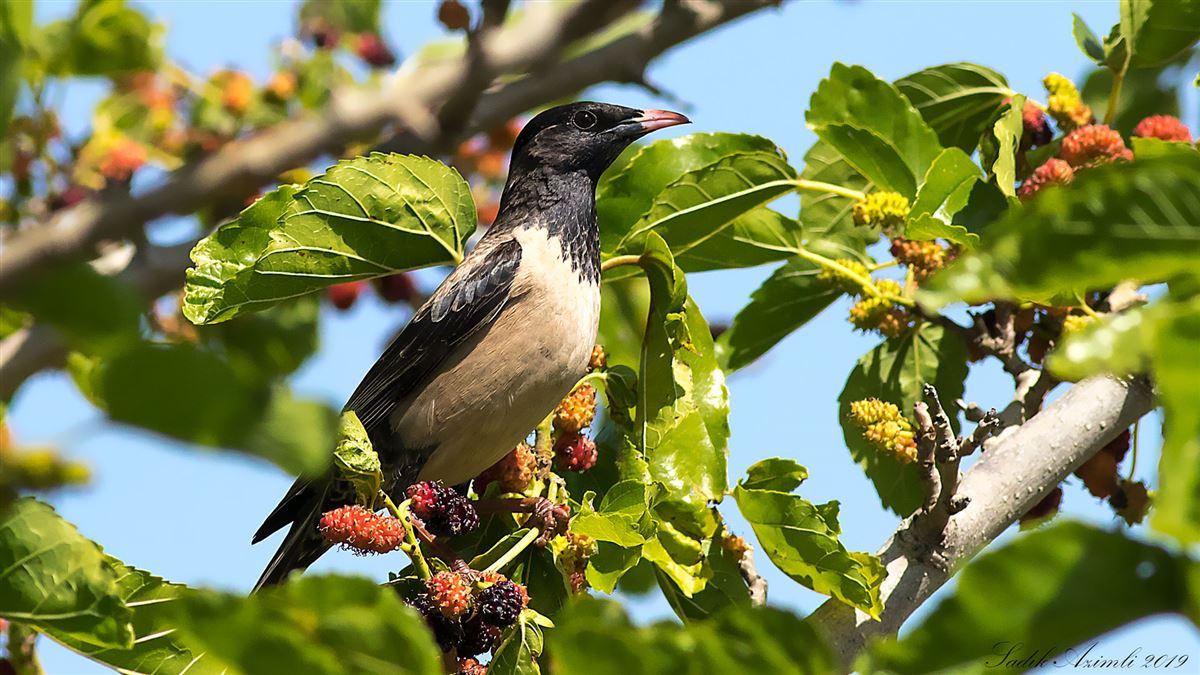 Rosy Starling