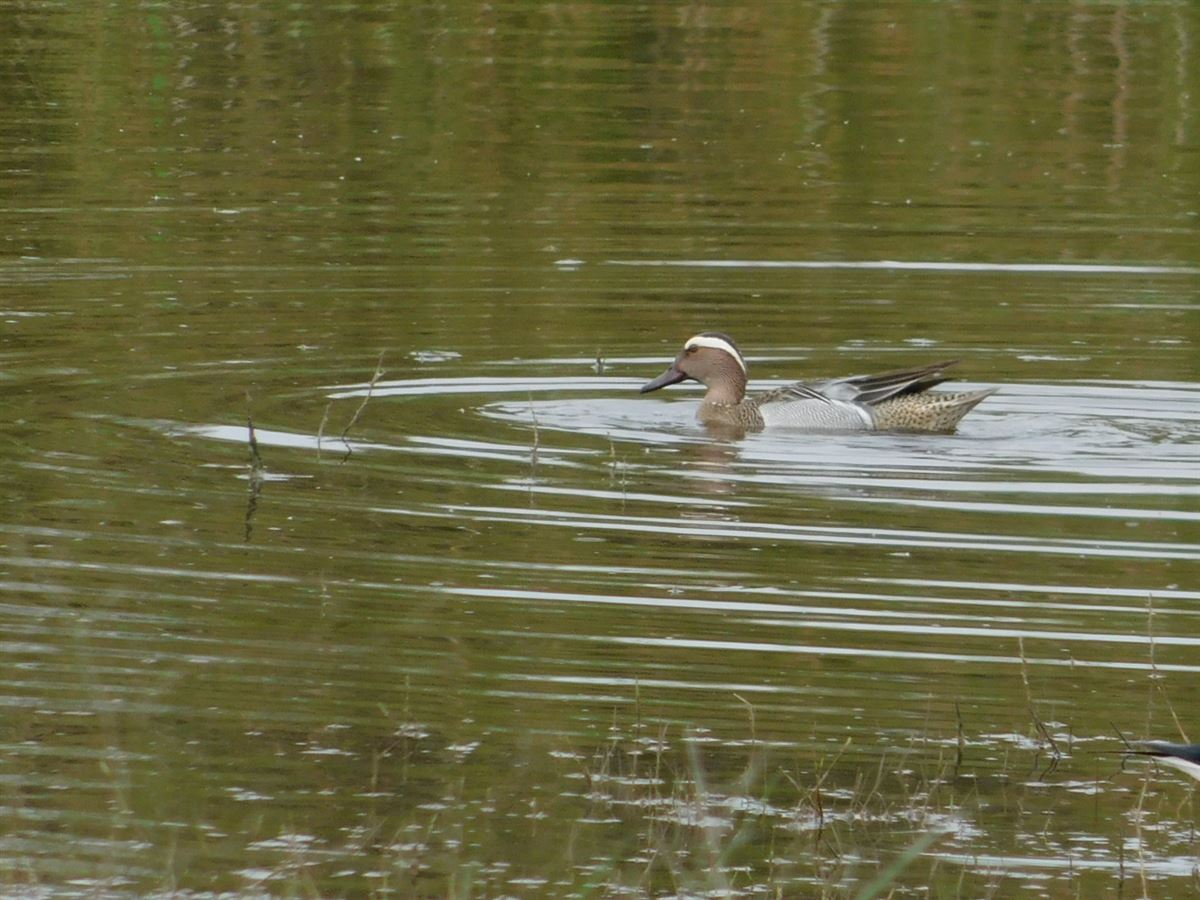 Garganey