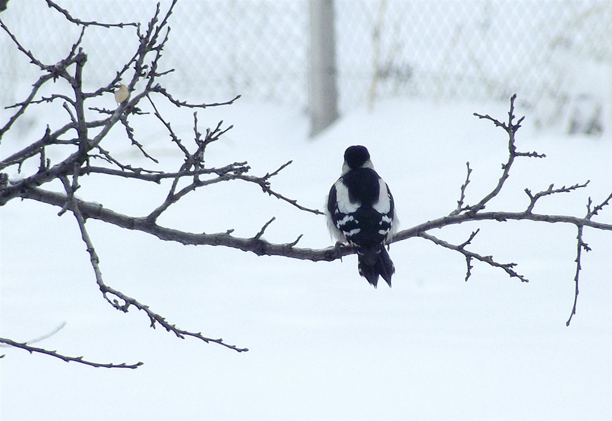 Syrian Woodpecker