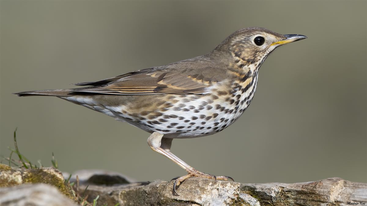 Song Thrush