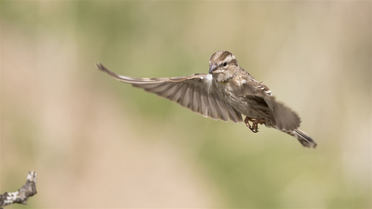 Rock Sparrow