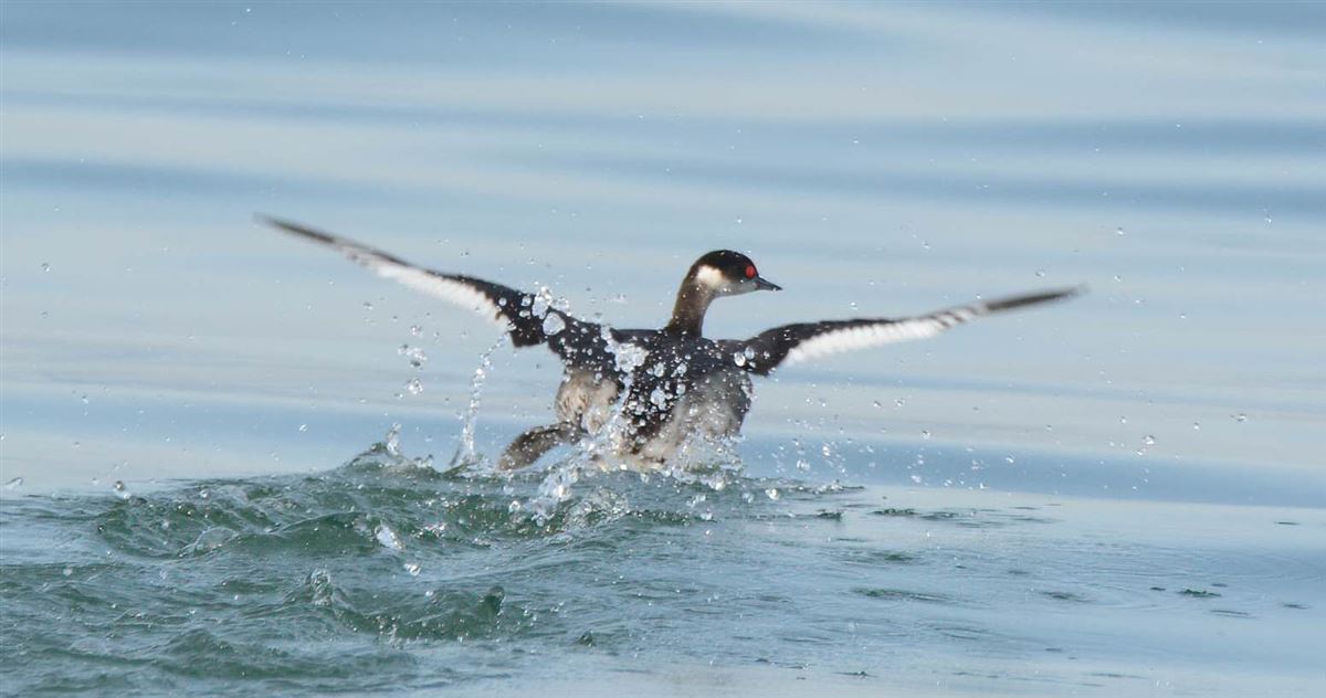 Black-necked Grebe