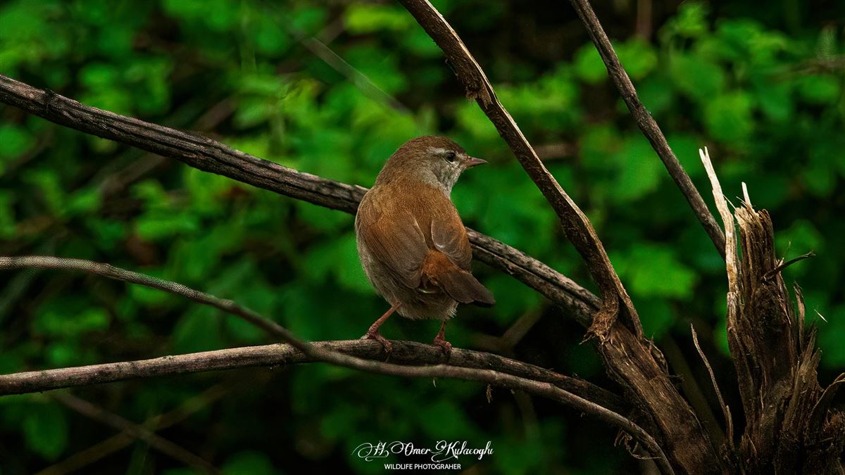 Cetti`s Warbler
