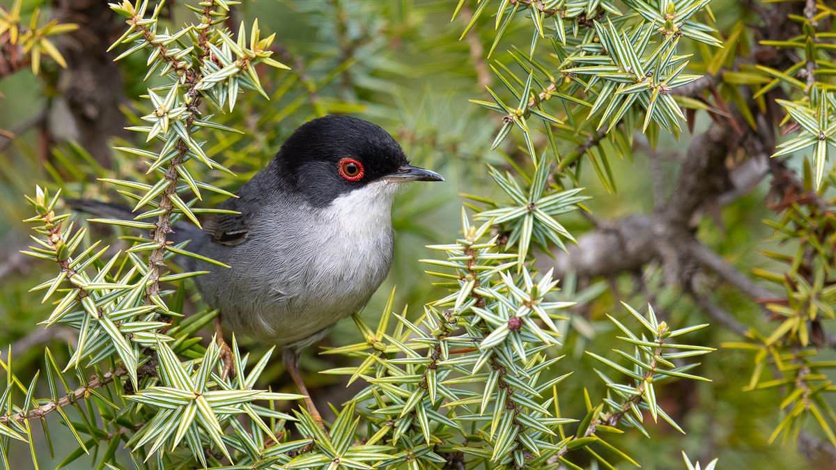 Sardinian Warbler