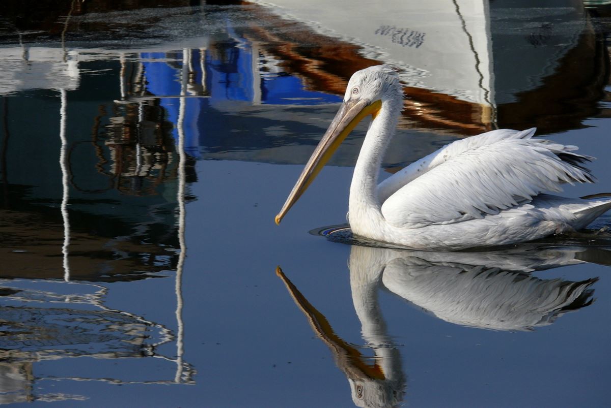 Dalmatian Pelican