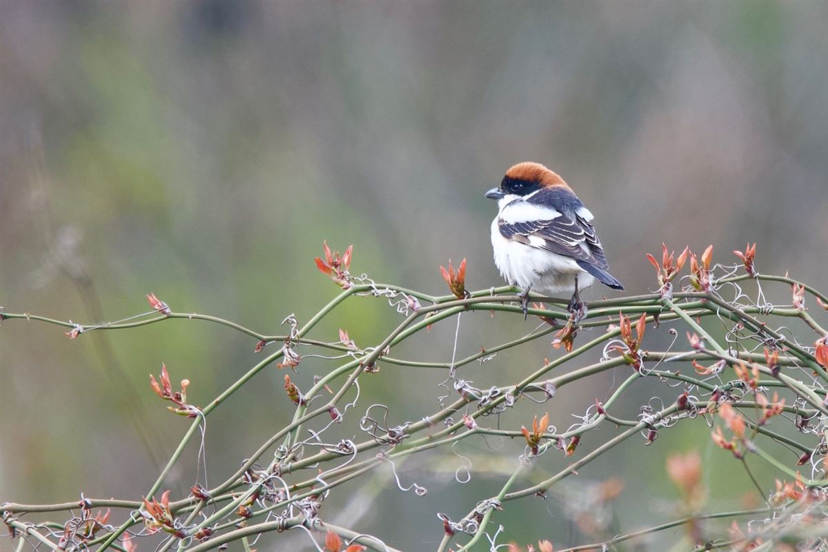 Woodchat Shrike