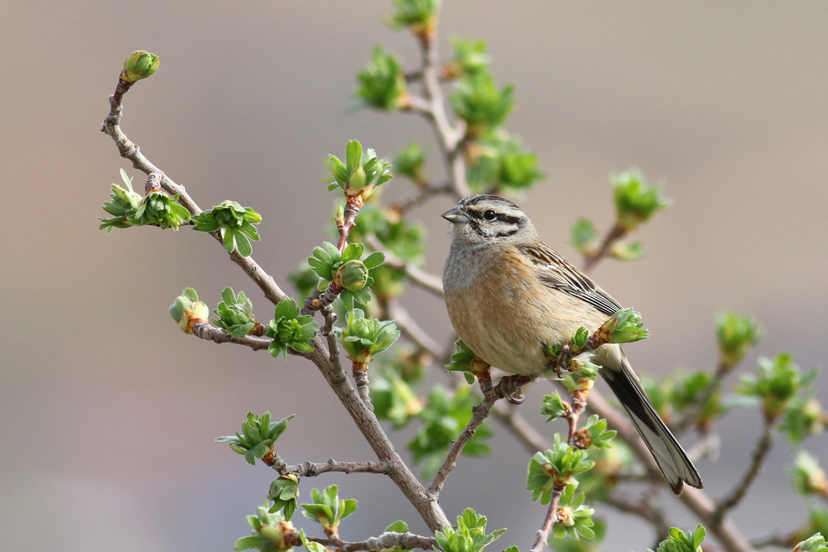 Rock Bunting