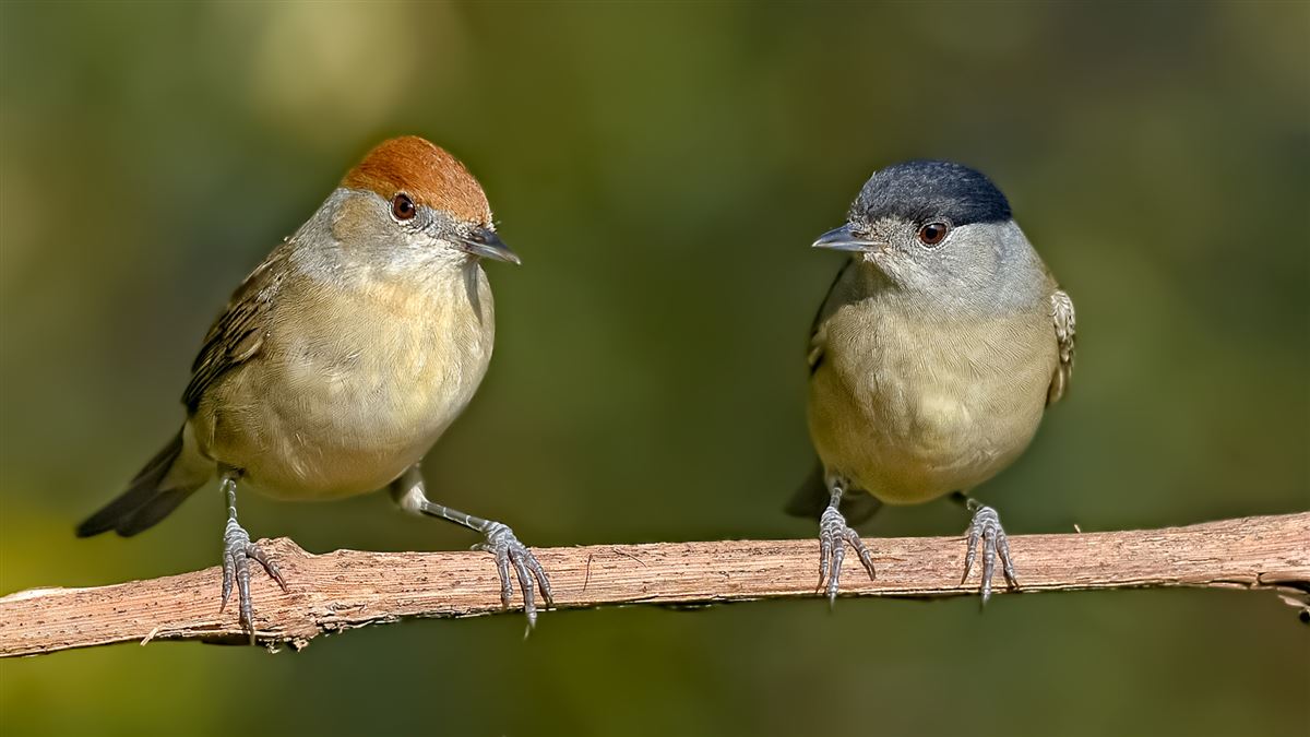 Eurasian Blackcap