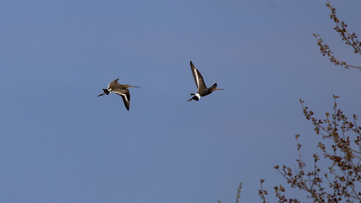 Black-tailed Godwit