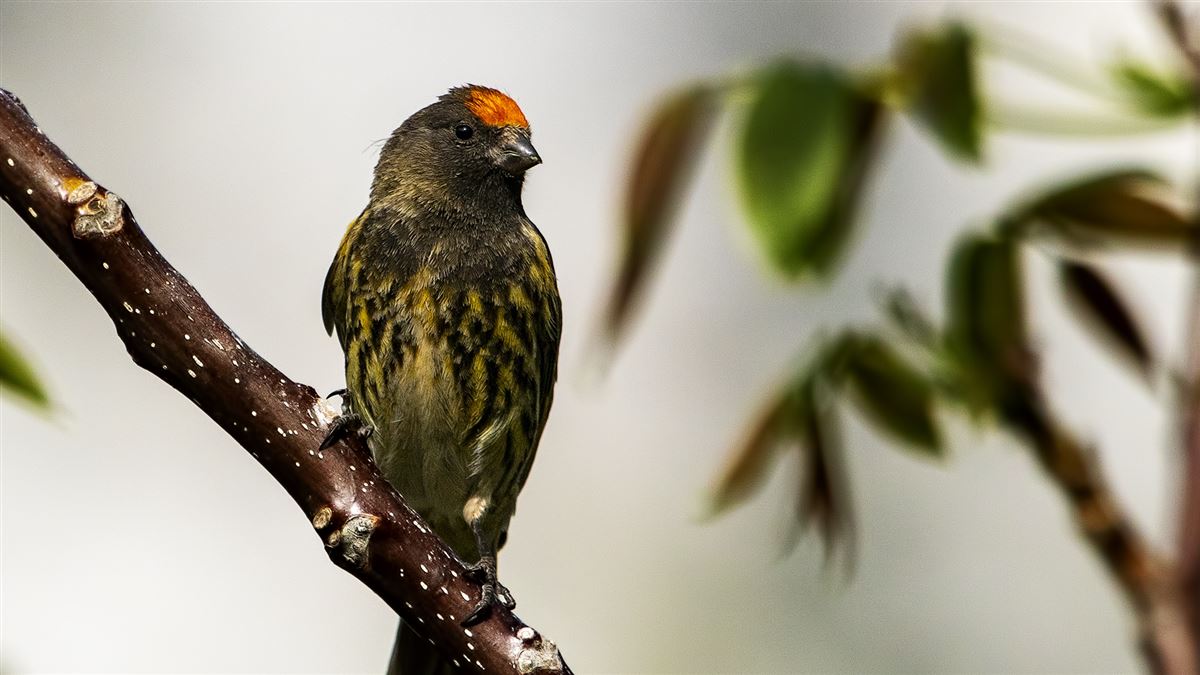 Red-fronted Serin
