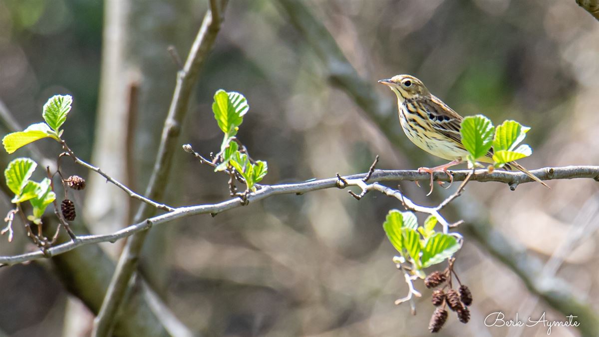 Tree Pipit