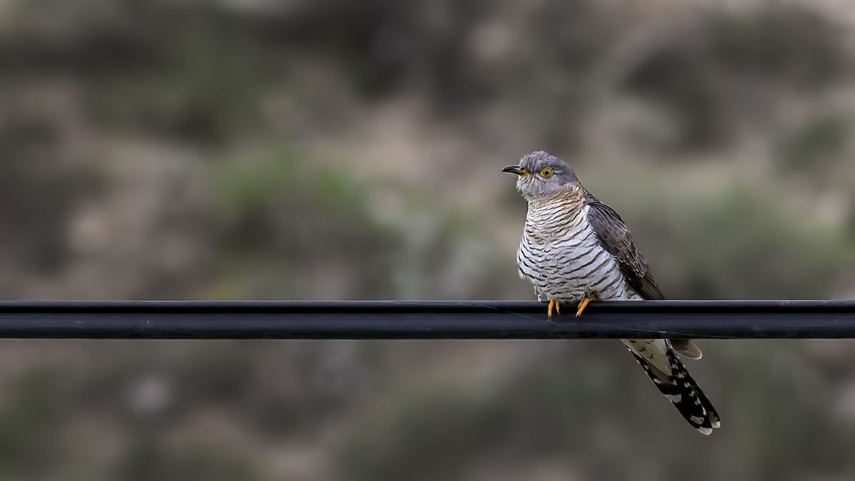 Common Cuckoo