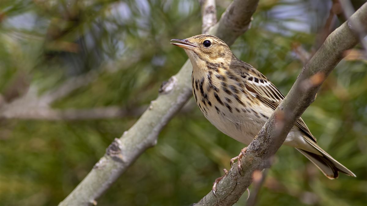 Tree Pipit