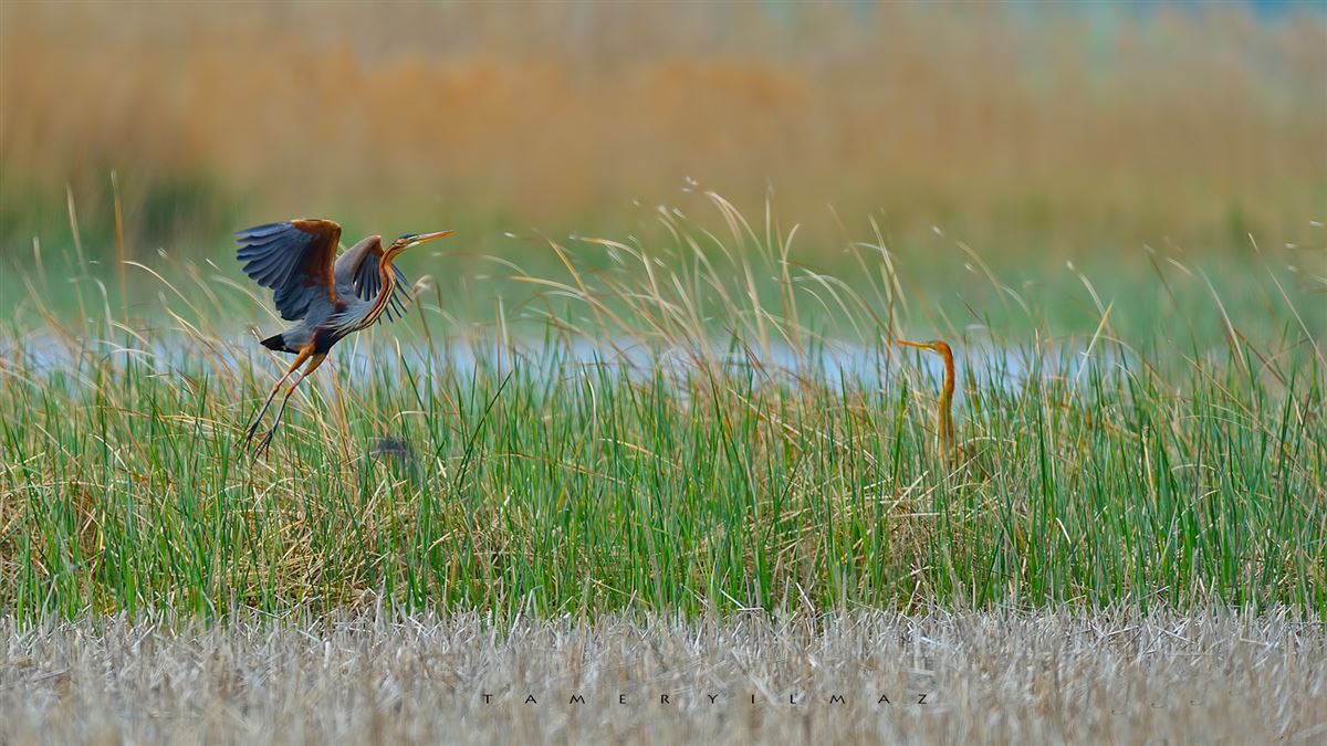 Purple Heron