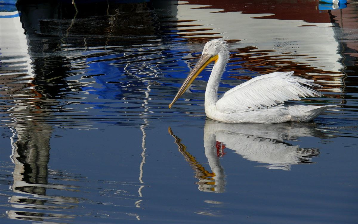 Dalmatian Pelican