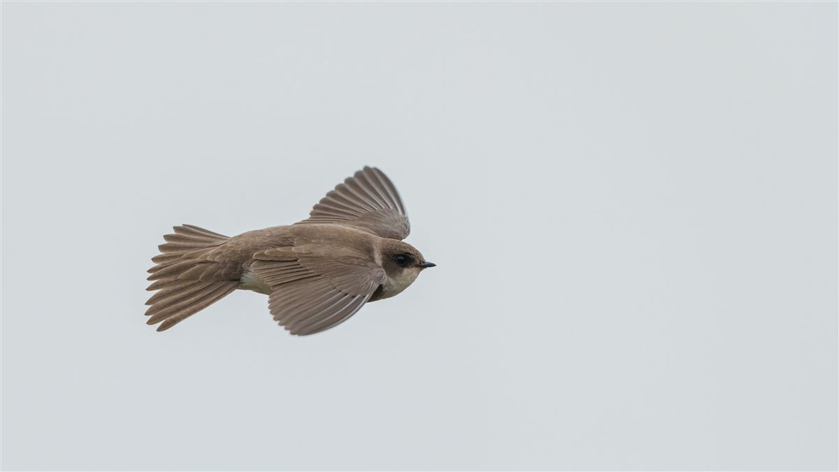 Sand Martin