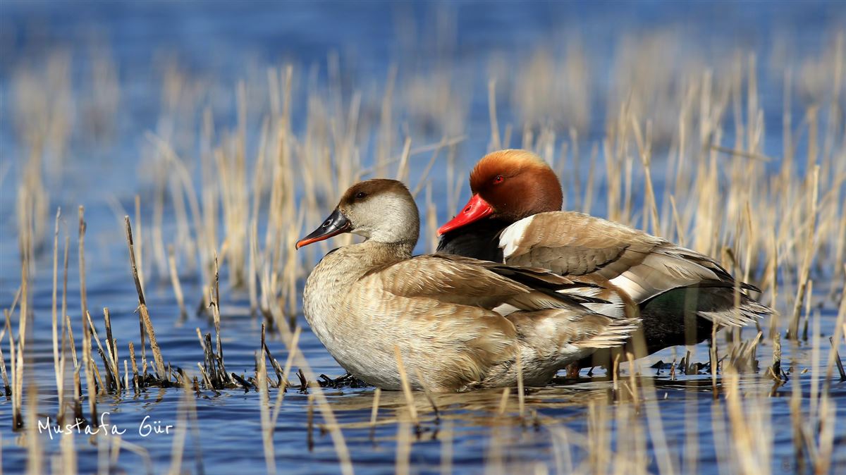 Red-crested Pochard