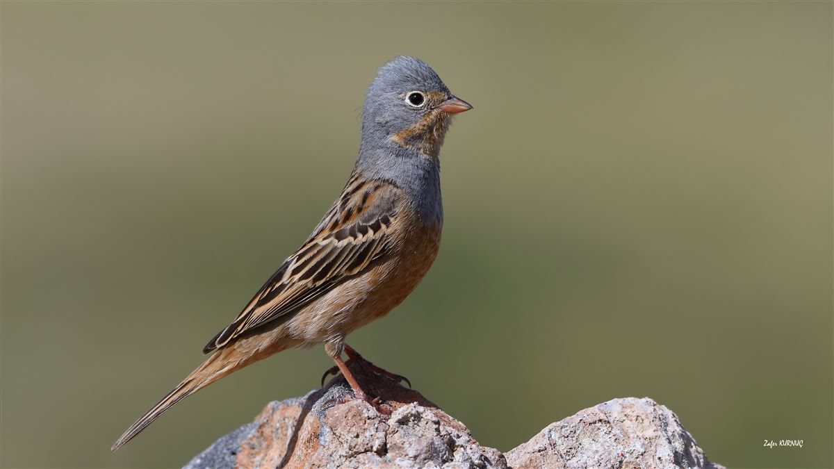 Cretzschmar`s Bunting