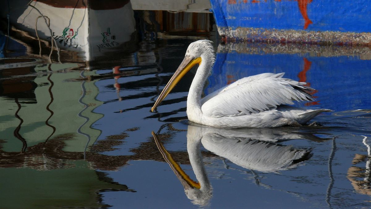 Dalmatian Pelican