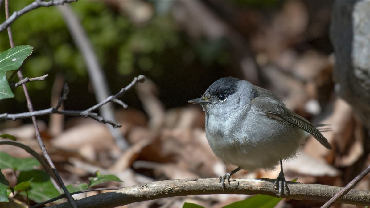 Eurasian Blackcap