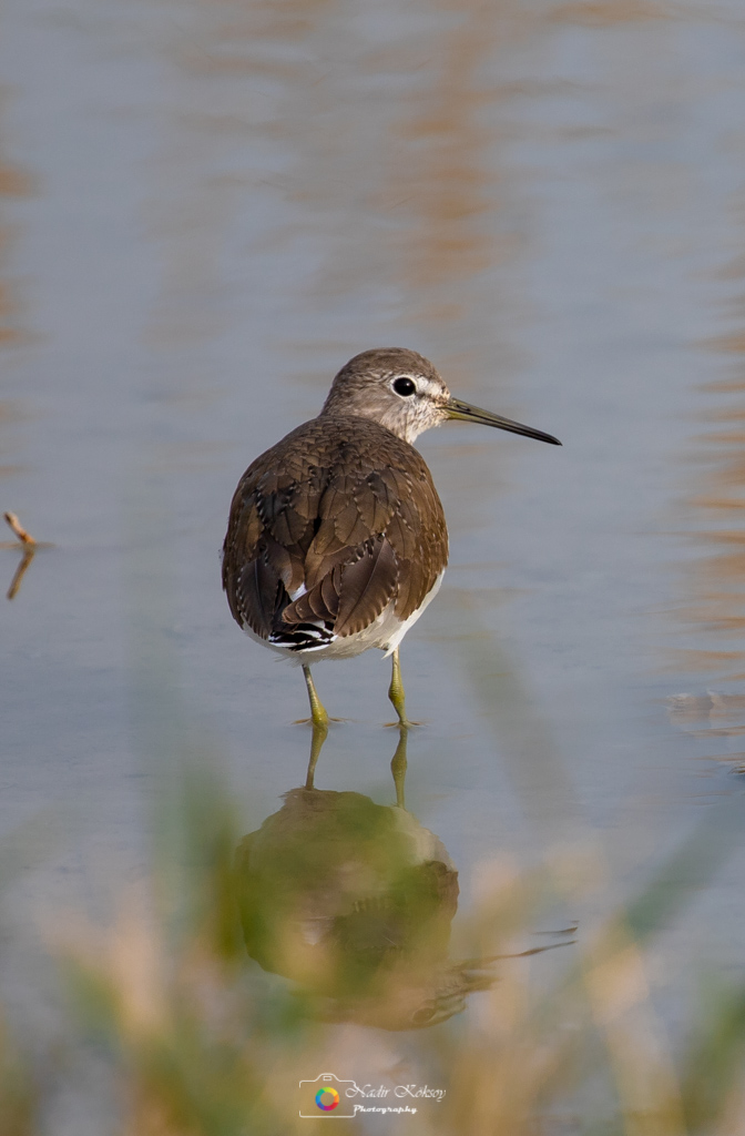 Green Sandpiper