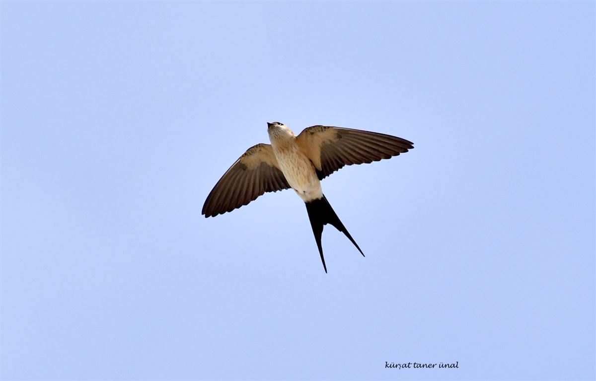 European Red-rumped Swallow