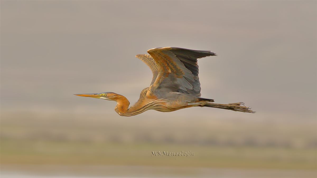 Purple Heron