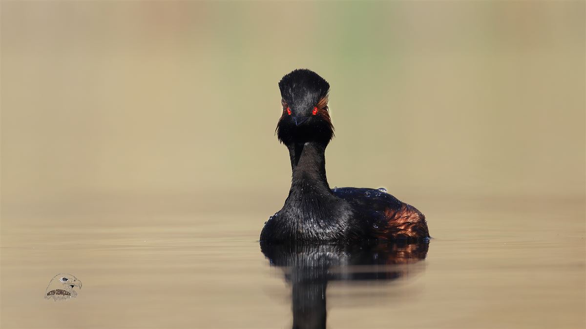 Black-necked Grebe