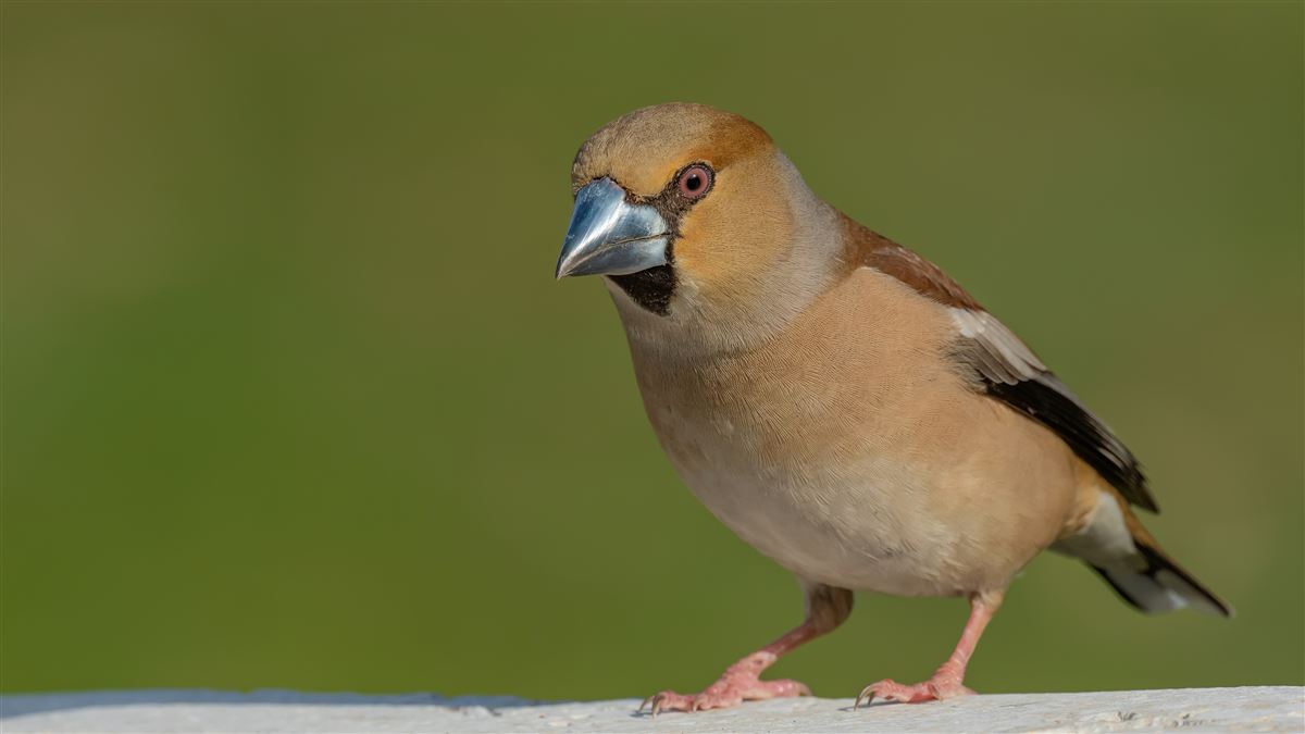 Hawfinch