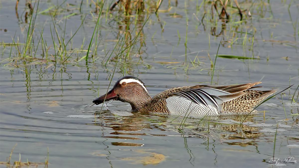 Garganey