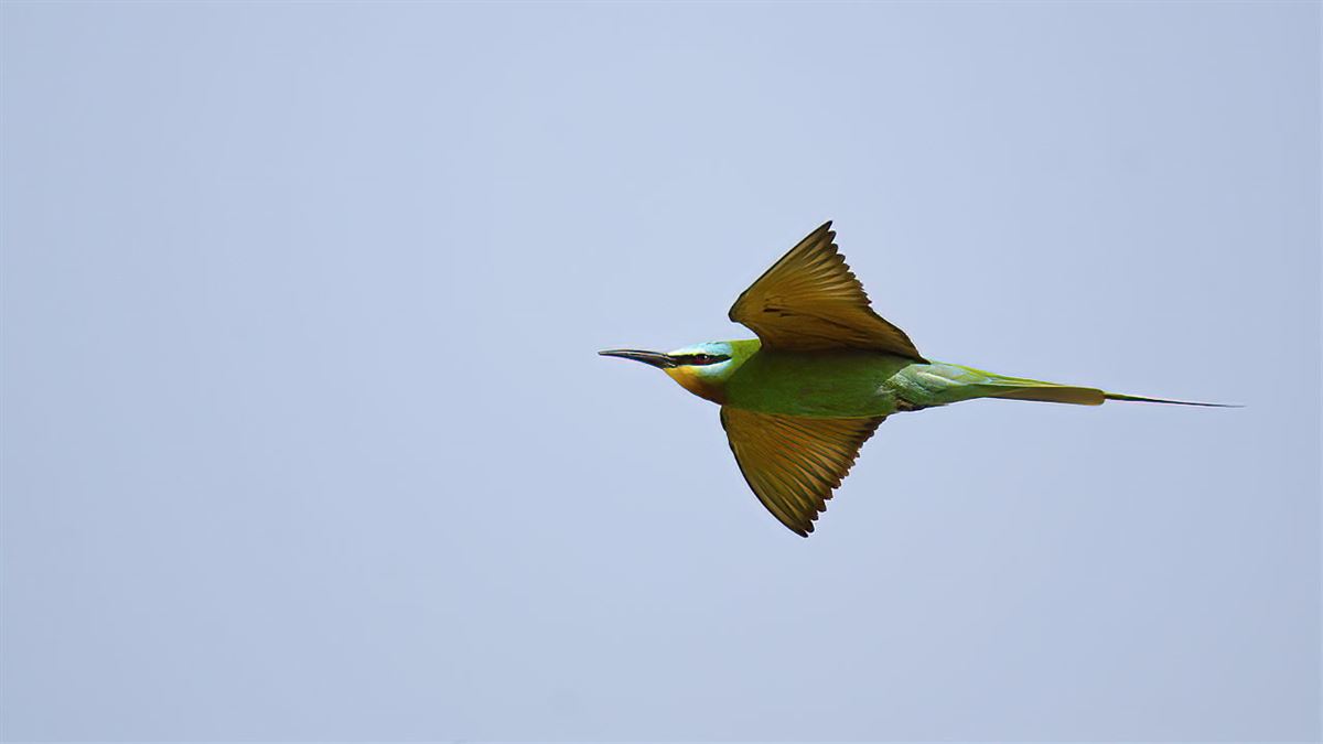 Blue-cheeked Bee-eater