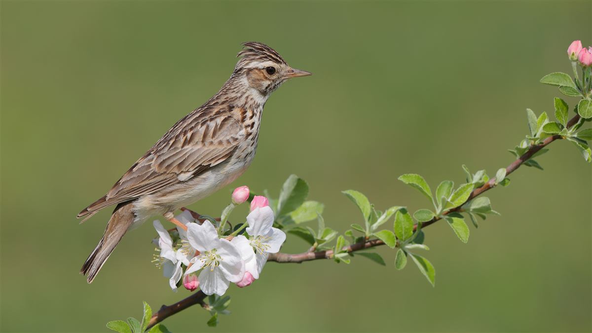 Woodlark