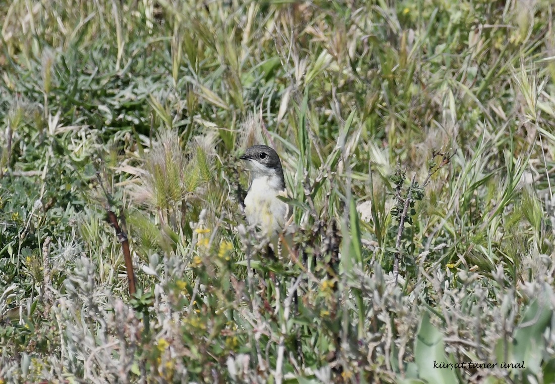 Lesser Whitethroat