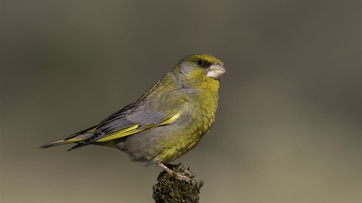European Greenfinch