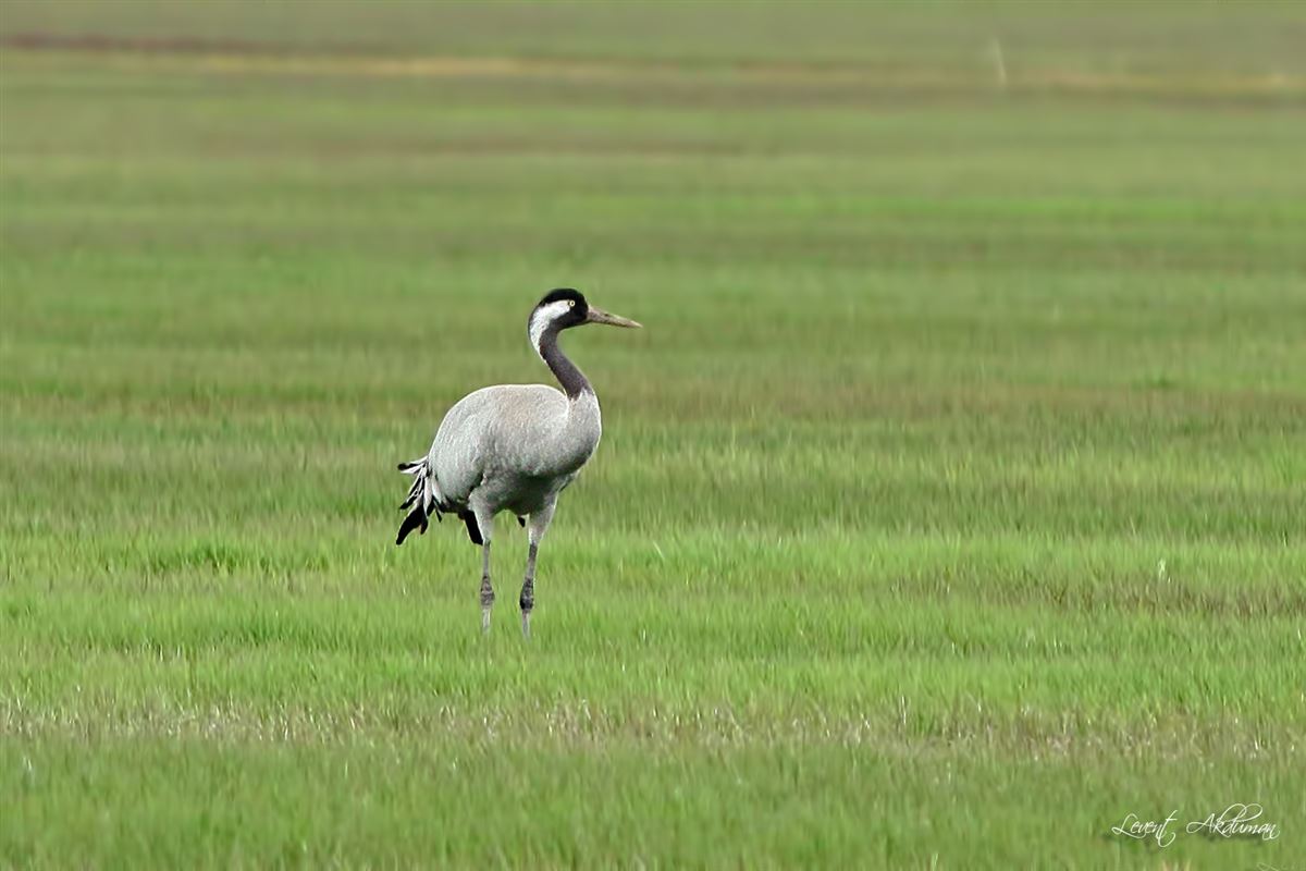 Common Crane