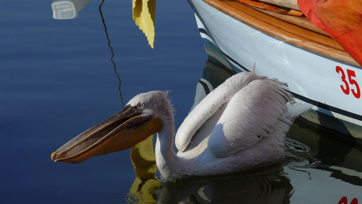 Dalmatian Pelican