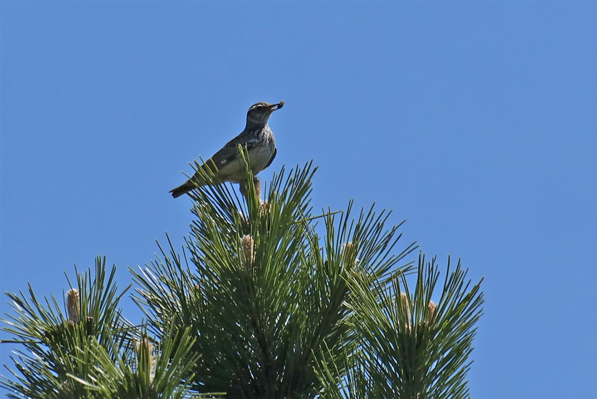 Woodlark
