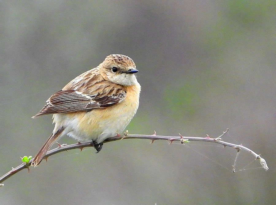 Siberian Stonechat