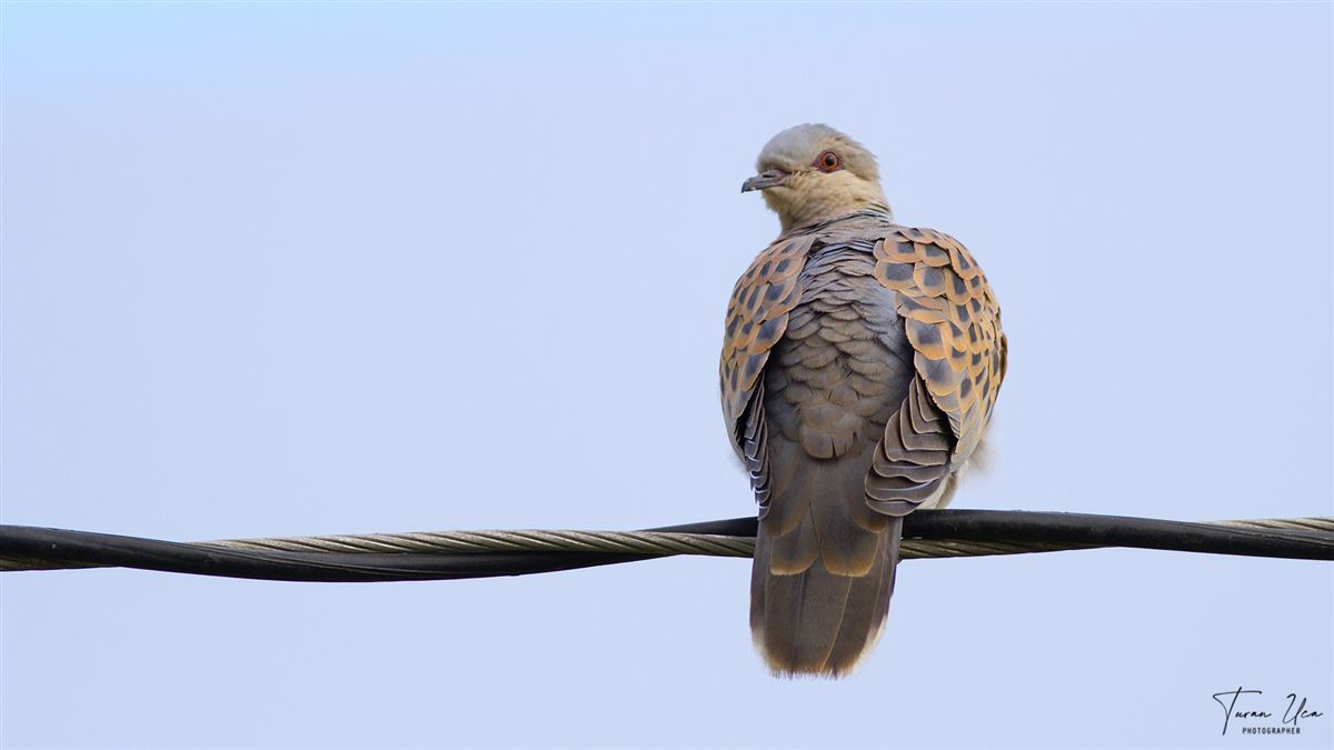 European Turtle Dove