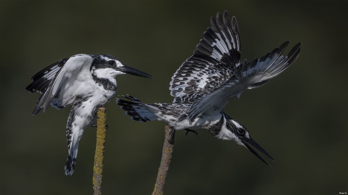 Pied Kingfisher